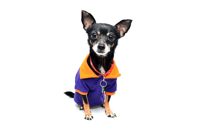 Chihuahua