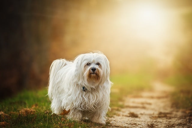 Bichon Havanez