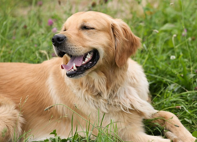 Totul despre Golden Retriever: Ghid complet de îngrijire, temperament și costuri