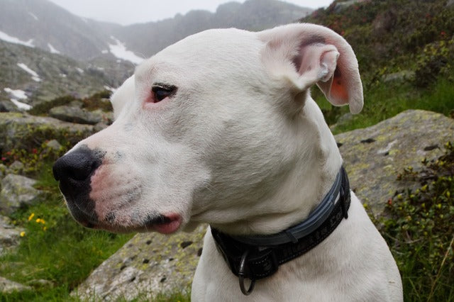 Dog Argentinian