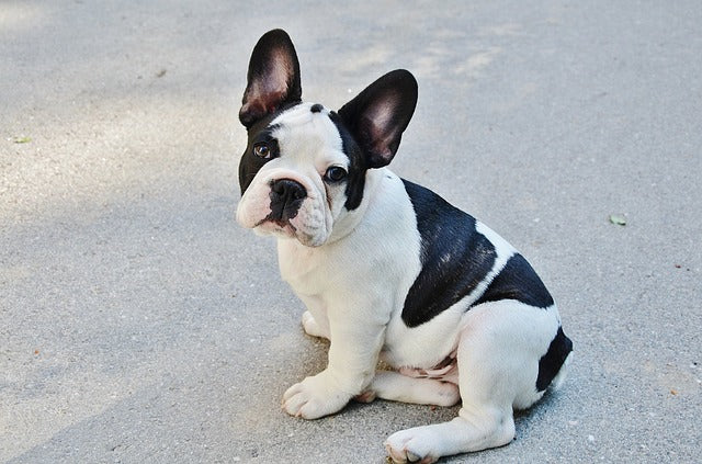 Bulldog Francez