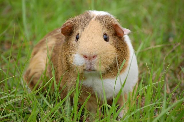 Porc Guineea