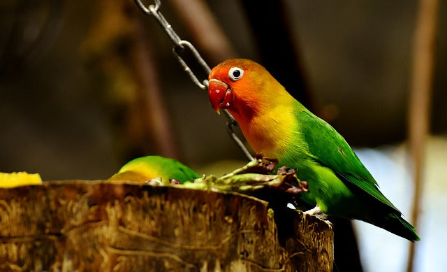 Agapornis