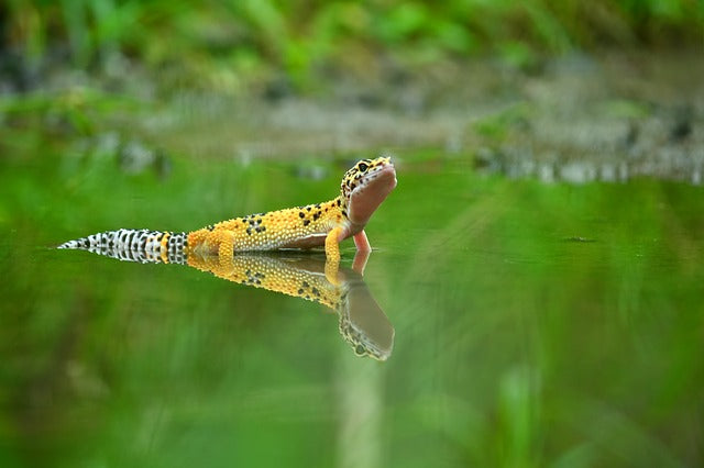 Gecko