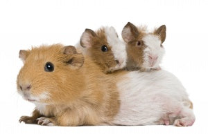 Porcusor nou in familie