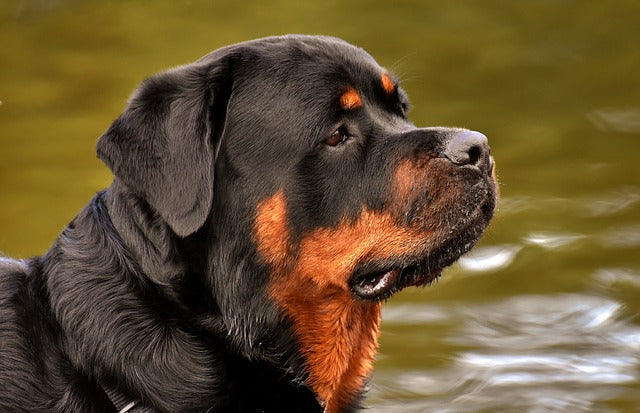 Totul despre Rottweiler: Ghid complet de îngrijire, temperament și obligații legale
