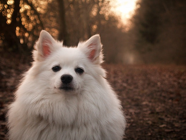 Spitz Alb