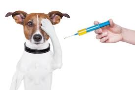 Vaccinarea cainilor: cand se face si impotriva a ce boli