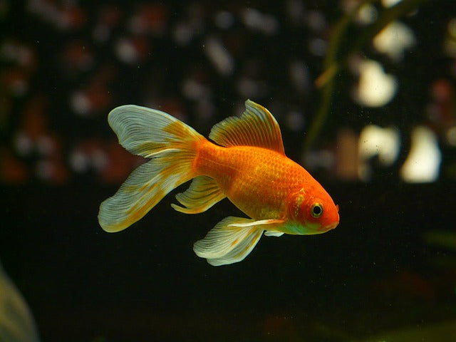Carasul auriu