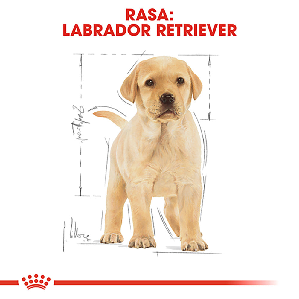 ROYAL CANIN BHN Labrador Retriever Puppy 12kg