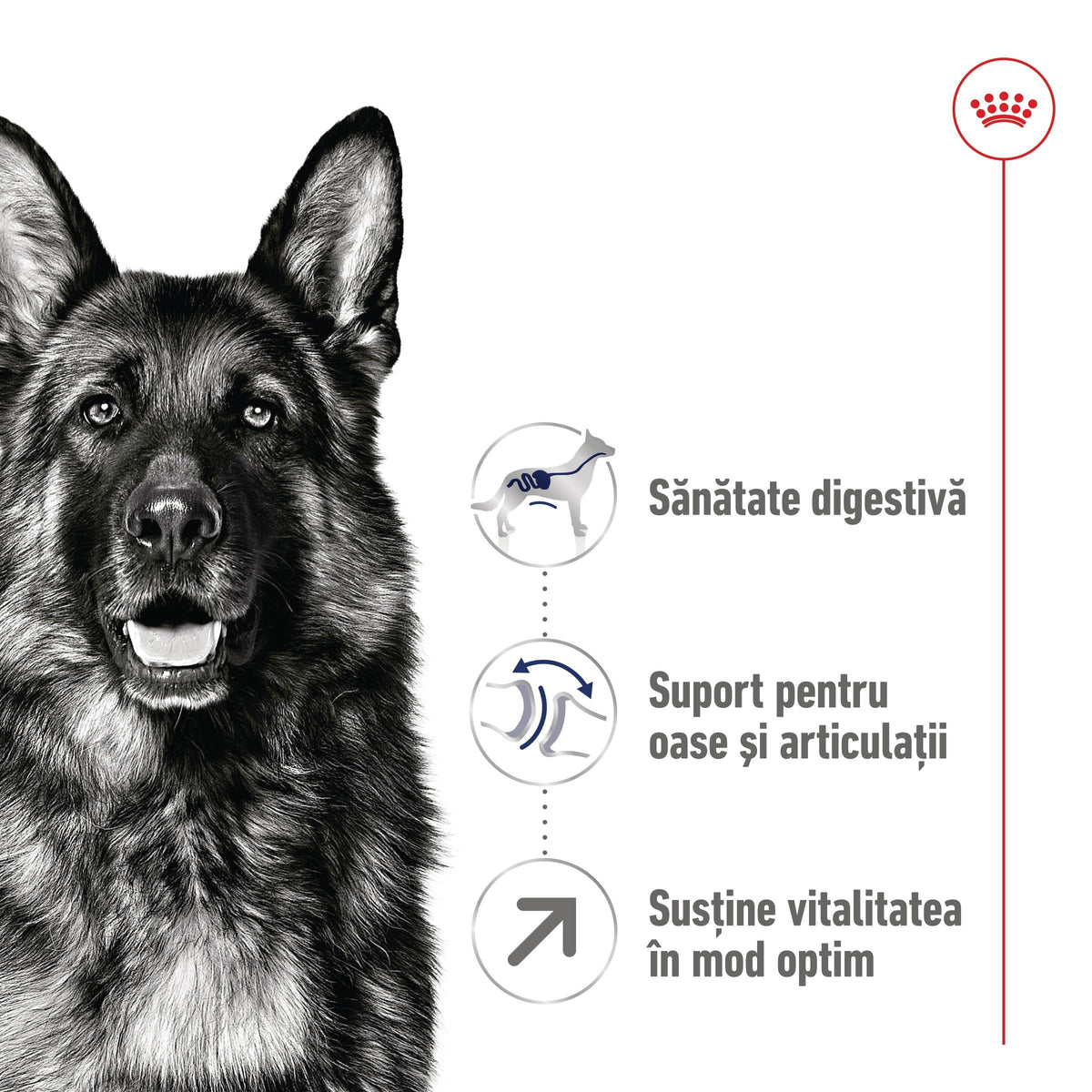 ROYAL CANIN SHN Maxi Adult 5+