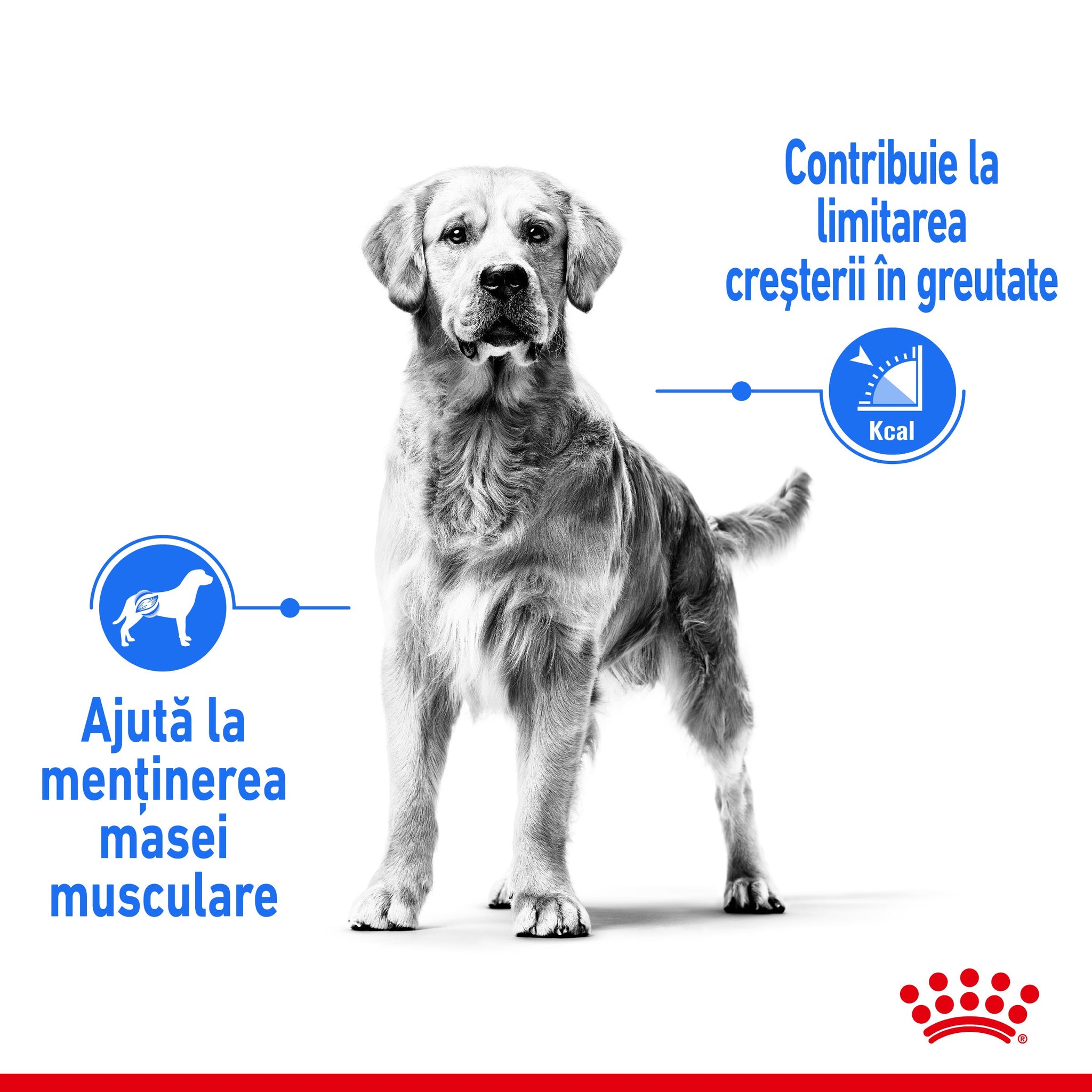 ROYAL CANIN CCN Maxi Light Weight Care 12kg