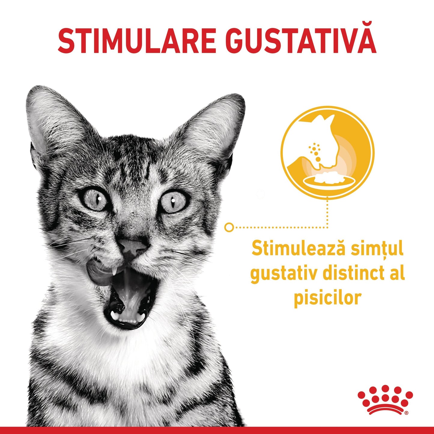 ROYAL CANIN FHN Sensory Taste în Sos Plic pentru pisici 85g