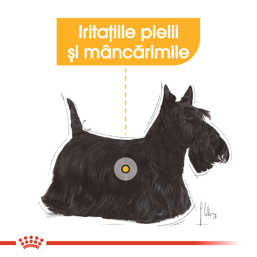 ROYAL CANIN CCN Dermacomfort Care Loaf Plic hrana umeda pentru caini 85g