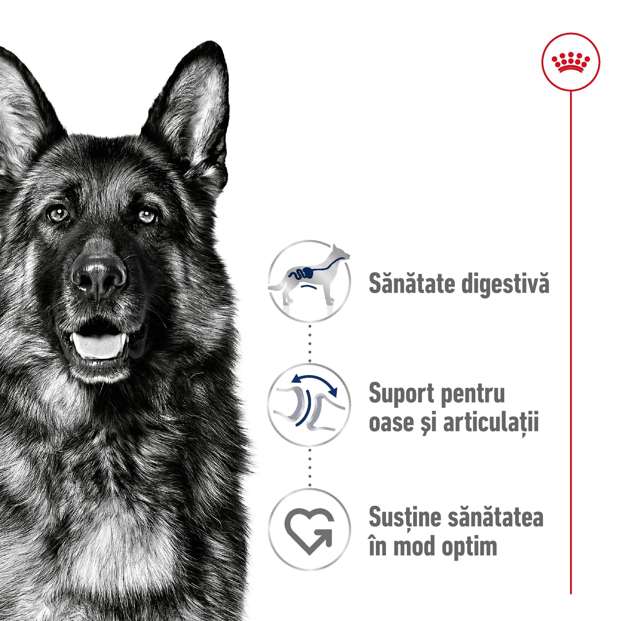 ROYAL CANIN SHN Maxi Adult