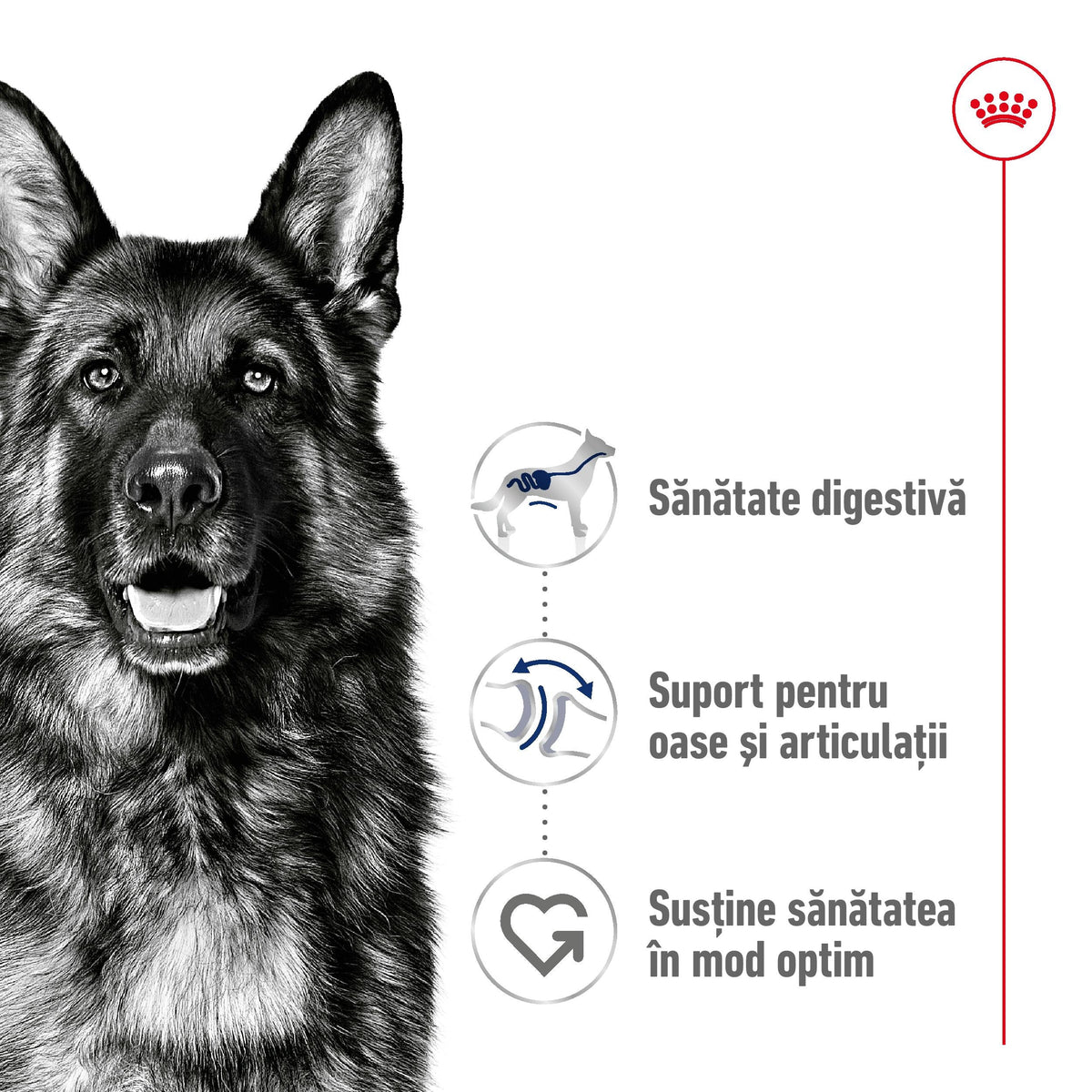 ROYAL CANIN SHN Maxi Adult