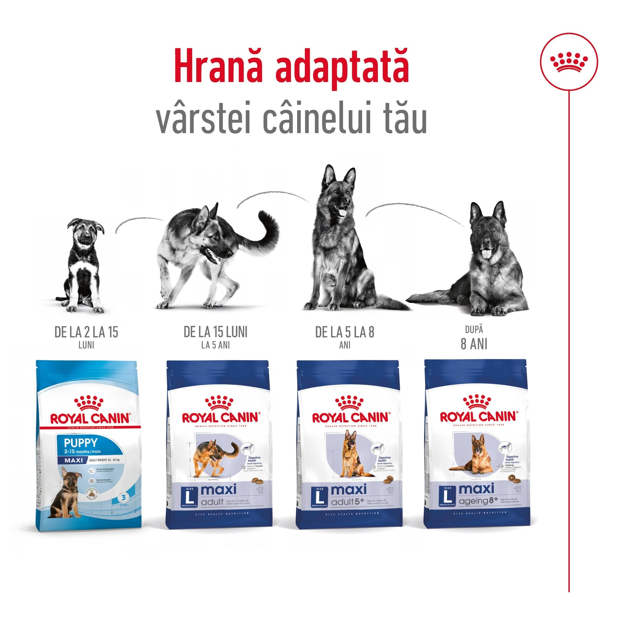 ROYAL CANIN SHN Maxi Adult
