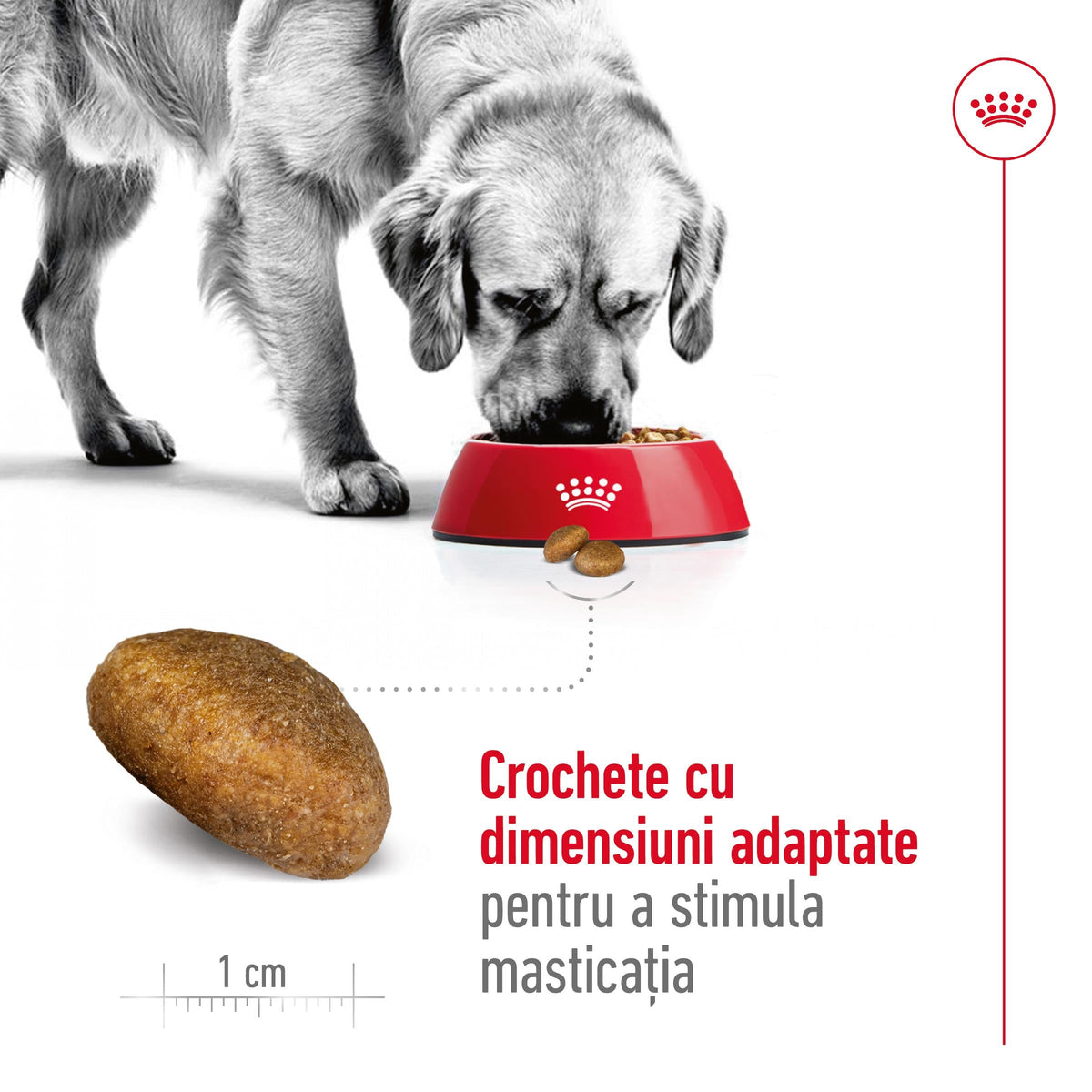 ROYAL CANIN SHN Maxi Adult