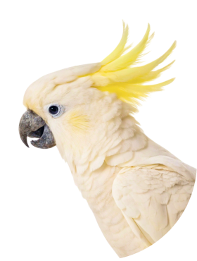 Pasari