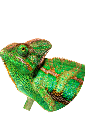 Reptile