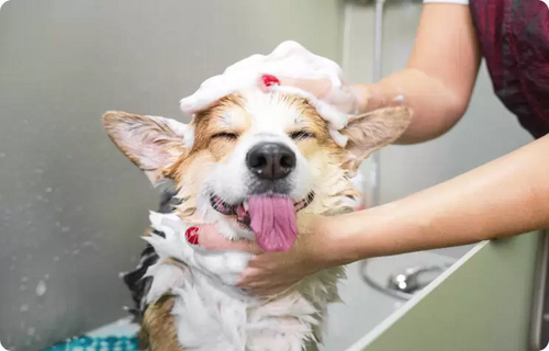 Dog Wash