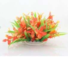 Planta decorativa Cryptocoryne model Flamingo 10cm - Animax