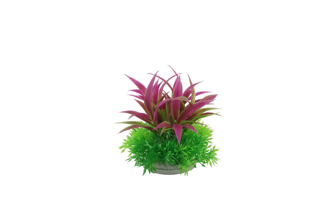 Planta deocrativa pentru acvariu Hemianthus & Ludwigia Grandulosa 10cm - Animax