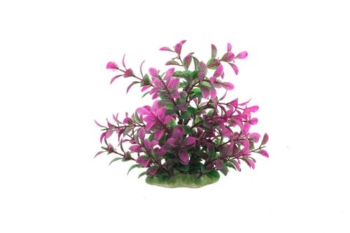 Decor pentru acvariu Rotala Rotundfoliu 16cm - Animax