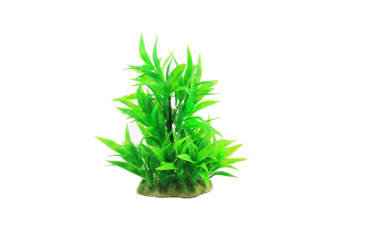 Planta decorativa pentru acvariu Microsorium 16cm - Animax
