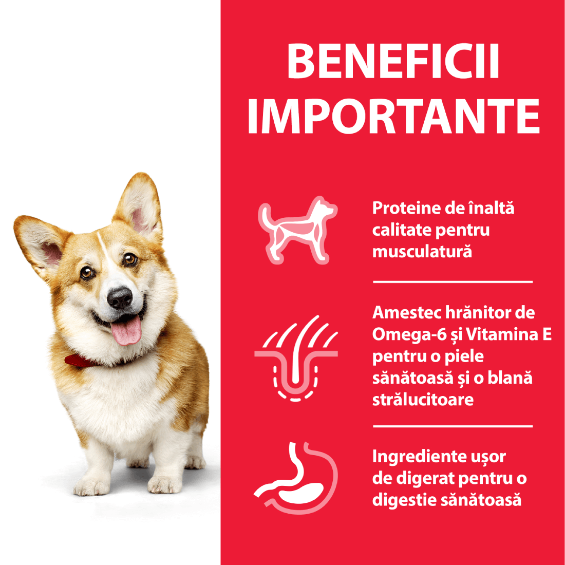 Hrana uscata pentru caini Hill's Canine Adult Small and Miniature cu pui si curcan 1.5 kg - Animax