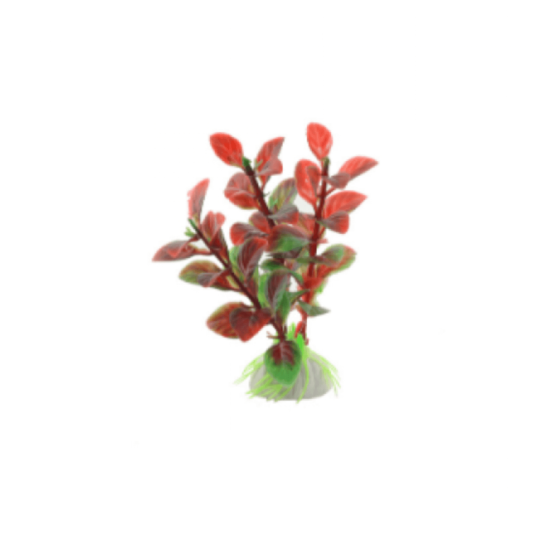 Planta decor pentru acvariu Enjoy Ludwigia rosie 10 cm - Animax