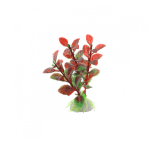 Planta decor pentru acvariu Enjoy Ludwigia rosie 10 cm - Animax